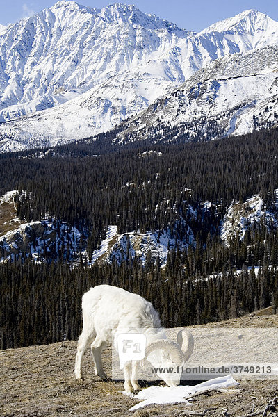 Dall-Schaf (Ovis dalli) an einem Flecken Schnee  Sheep Mountain  St. Elias Range  Kluane National Park  Yukon Territory  Kanada  Nordamerika