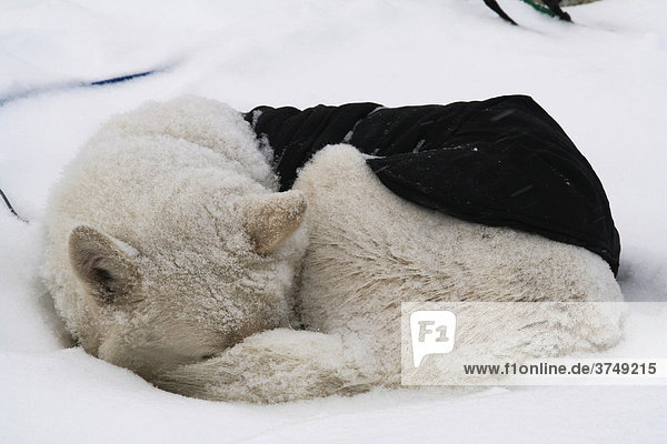 Weißer zusammengerollter Schlittenhund  mit Schnee bedeckt  eine isolierende Jacke tragend  Mackenzie-Delta  Beaufortsee  Nordwest-Territorien  Kanada  Nordamerika