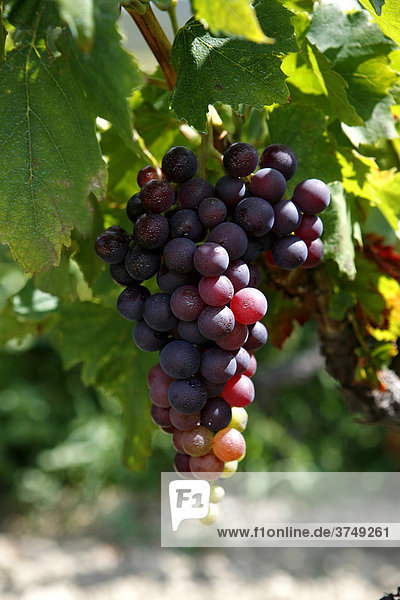 Weintrauben  Weinreben  Weinanbau