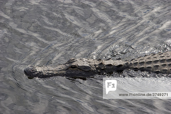 Alligator (Alligatoridae) im Wasser  Florida  USA