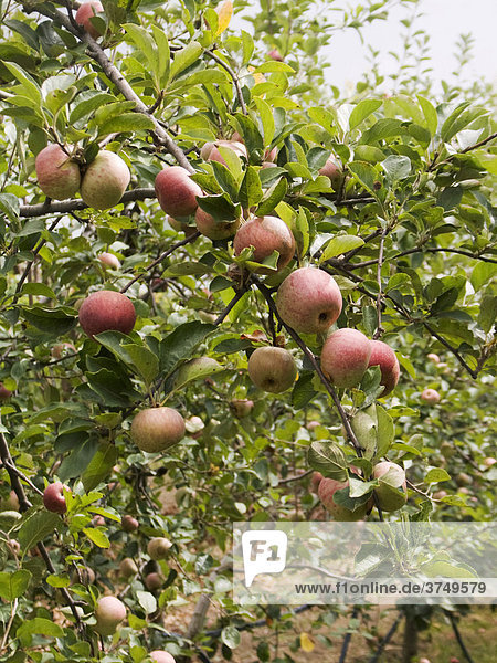 Annurca-Äpfel aus biologischem Anbau in Giugliano  Neapel  Italien  Europa