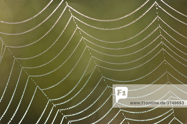 Tautropfen in Spinnennetz  Bayern  Deutschland  Europa