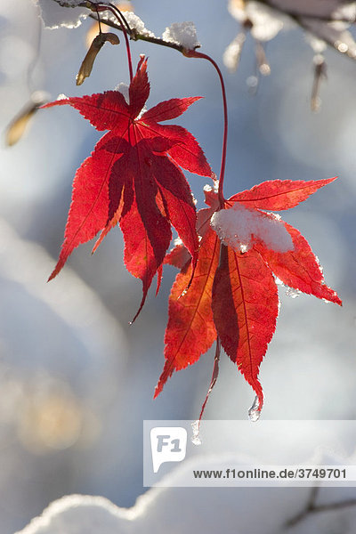 Herbstblätter im Schnee  Fächerahorn (Acer palmatum)  Bayern  Deutschland  Europa