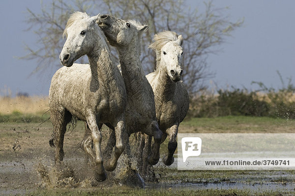 Camarguepferde laufen durchs Wasser  Camargue  Südfrankreich  Frankreich  Europa