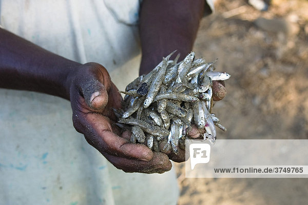 Hands full of fish  Andaman Islands  India  South Asia
