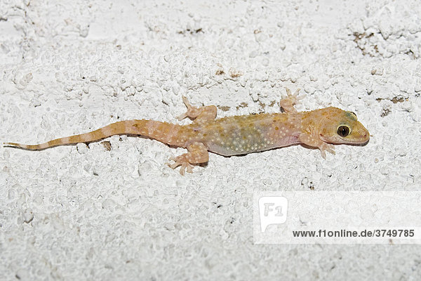 Gecko an Zimmerdecke  Europäischer Halbfinger (Hemidactylus turcicus)  Peloponnes  Griechenland  Europa