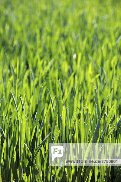 Field of corn in spring  background  texture