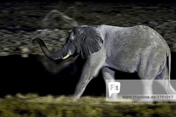Elefant (Elephantidae) Nachts am Wasserloch  Okaukuejo  Etosha Nationalpark  Namibia