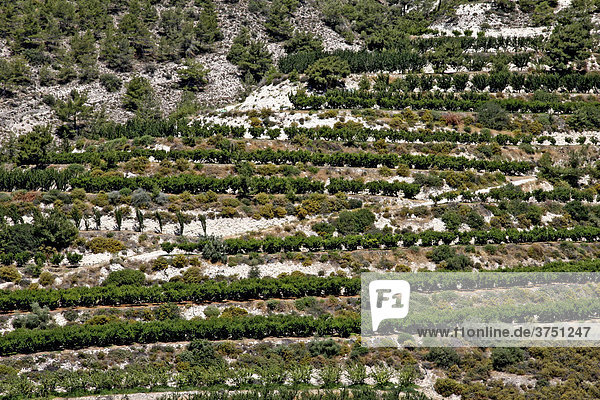 Olivenbäume  Terassenanbau  TrÛodos-Gebirge  Zypern