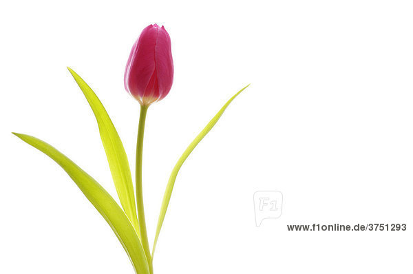 Tulpe (tulipa)