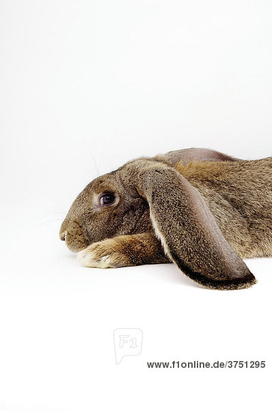 Barn rabbit  Deutscher Riese breed (Lagomorpha)