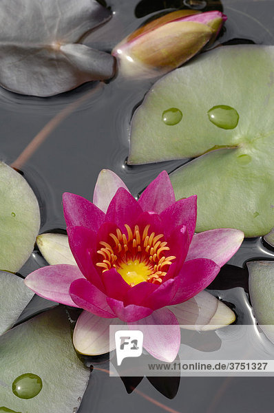 Waterlily (Nymphaea)  blossom and pads