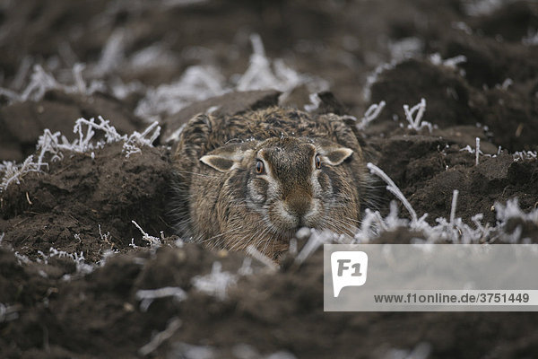 European Hare or Brown Hare (Lepus europaeus) sitting in a furrow of a frost-covered field