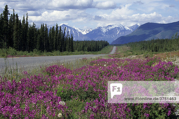 Arktische Weidenröschen (Chamerion latifolium)  Alaska Highway  Yukon Territorium  Kanada