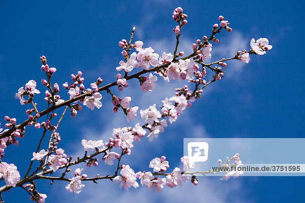 Mandelblüte (Prunus dulcis  Prunus amygdalus)