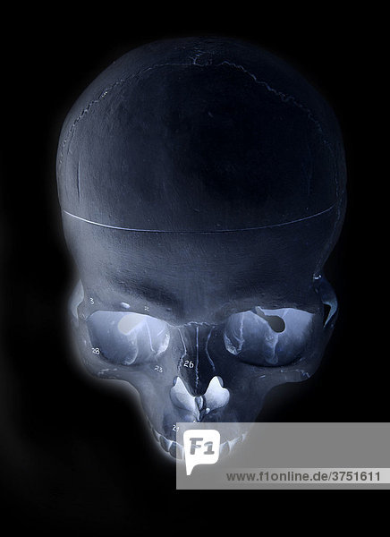 Menschlicher Schädel in Form einer Röntgenaufnahme