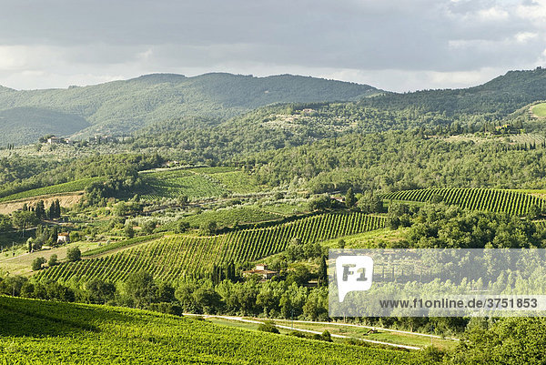 Typische Landschaft mit Weinbergen bei Panzano  Chianti  Toskana  Italien