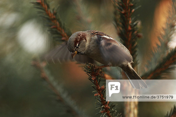 House Sparrow or English Sparrow (Passer domesticus)