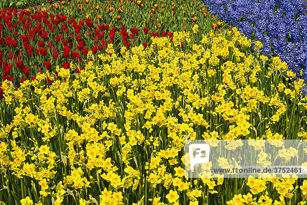 Bunte Blumenbeete im Keukenhof, Gartenanlage, Holland, Niederlande, Europa