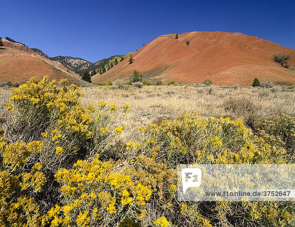 Rote vegetationsarme Hügel hinter Prärie Gebüsch  Greater Yellowstone Ecosystem  Wyoming  USA