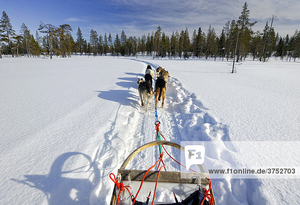 Hundegespann Hundeschlitten in finnischer Winterlandschaft  Finnland  Skandinavien