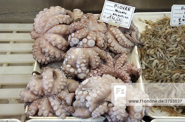 Frische Meeresfrüchte (Octopus) in einer Kühltheke  Caorle  Venezien  Italien