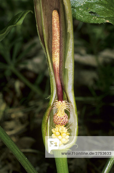 Aronstab Arum maculatum , Fam. Aronstabgewächse, aufgeschnittenes