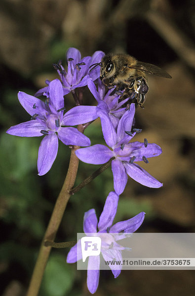 Blaustern (Scilla bifolia)  Fam. Liliengewächse  mit Honigbiene (Apis mellifera)