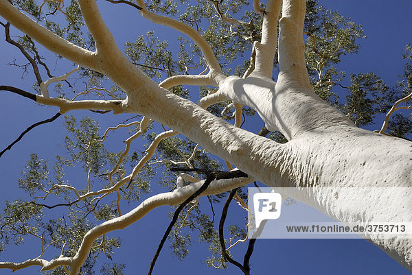 Krone des Ghost tree  Eukalyptus-Baum  East MacDonnell Ranges  Northern Territory  Australien