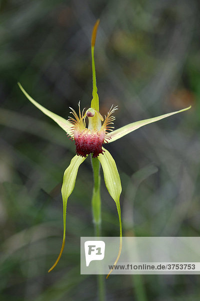 Scott River Spider Orchid (Caladenia thinicola)  Western Australia  Australia