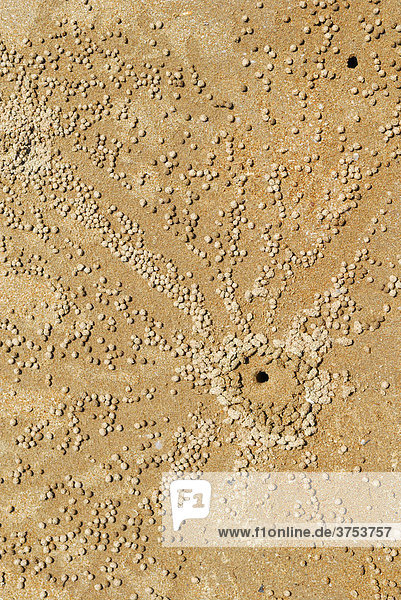 Sand Bubbler Crab (Scopimera inflata) hole and balls of sand created while feeding  Darwin  Northern Territory  Australia