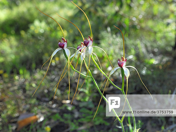 Spider Orchid (Caladenia)  Western Australia  Australia