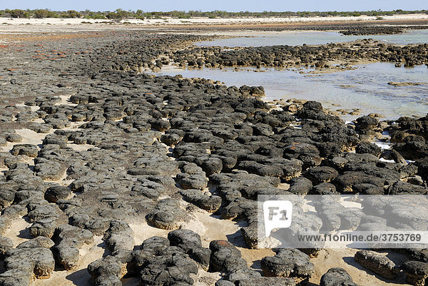 Stromatolithen-Formation  Hamlin Pool Marine Nature Reserve  Western Australia  Australien