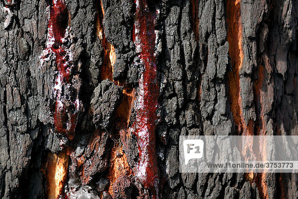 Resin produced by a carbonized Red Gum or Marri tree (Corymbia calophylla)  Ambergate Reserve  Western Australia  Australia