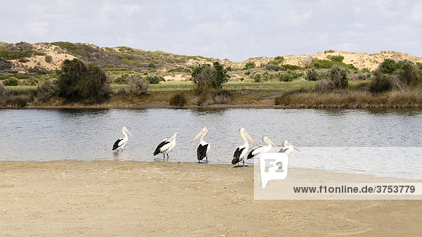 Pelicans (Pelecanidae) on a sand island in the Bowes River  Western Australia  Australia
