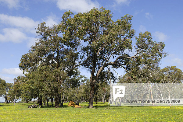 Eucalyptus grove  springtime  Western Australia  Australia