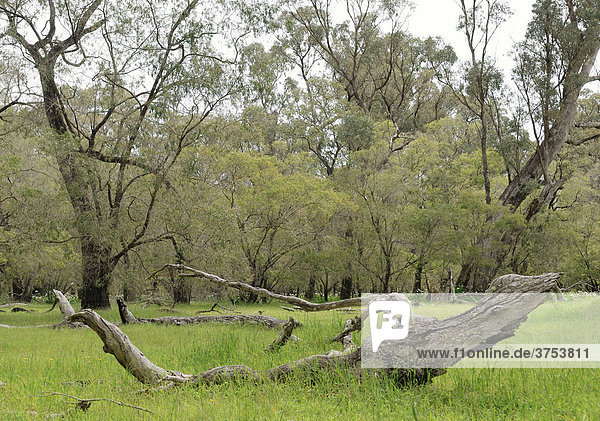 Forest glade in Tuart Forest National Park near Busselton  Western Australia  Australia