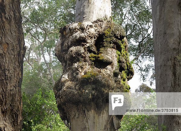 Tree cancer  diseased Karri Tree (Eucalyptus diversicolor)  Warren National Park near Pemberton  Western Australia