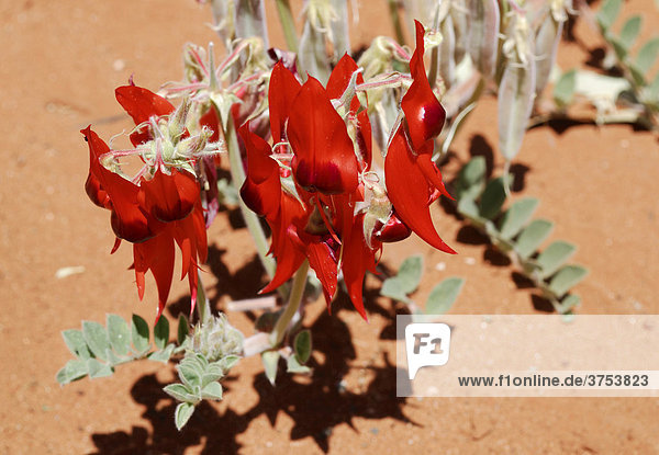 Sturt's Desert Pea (Clianthus formosus) growing in the desert sand  Kings Canyon Resort  Watarrka National Park  Northern Territory  Australia