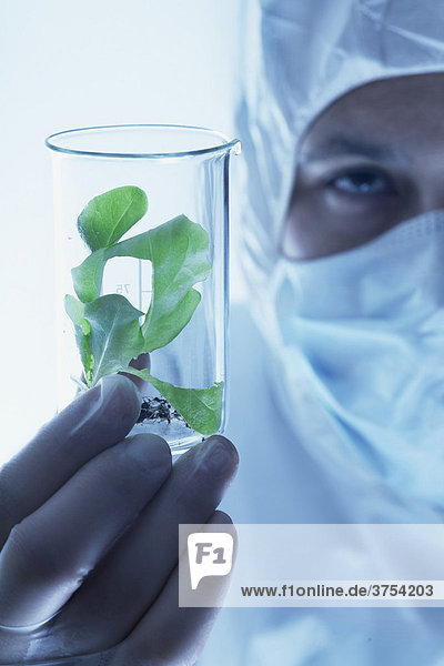 Chemiker kontrolliert Wachstum einer Pflanze