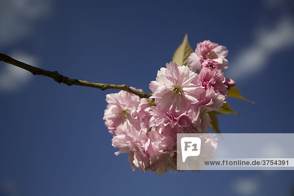 Blütenstand der Zierkirsche (Prunus serrulata)