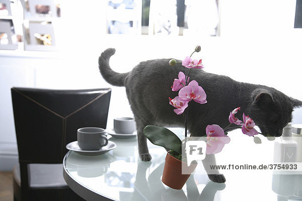 Gedeckter Kaffeetisch mit Katze