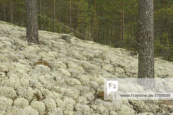 Rentierflechten (Cladonia rangiferina)  Kiefernwald  Rokua National Park  Finnland