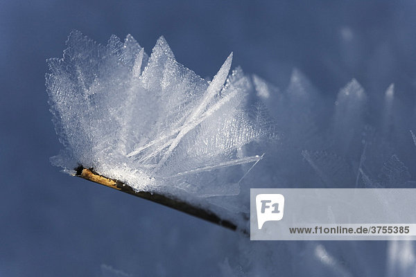 Frost and ice-covered blade of grass  ice crystals