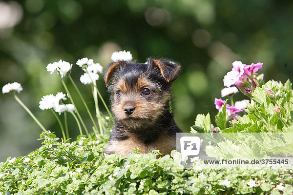 Yorkshire Terrier Welpe zwischen Blumen