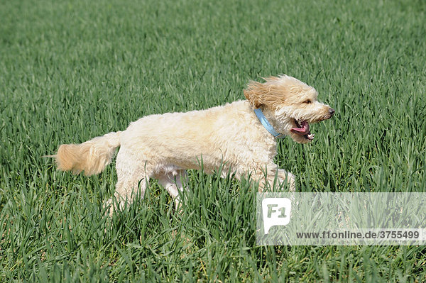 Terrier Mischling rennt über ein Feld