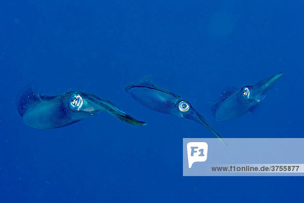 Bigfin Reef Squid  Oval Squids (Sepioteuthis lessoniana)  Roatan  Honduras  Caribbean