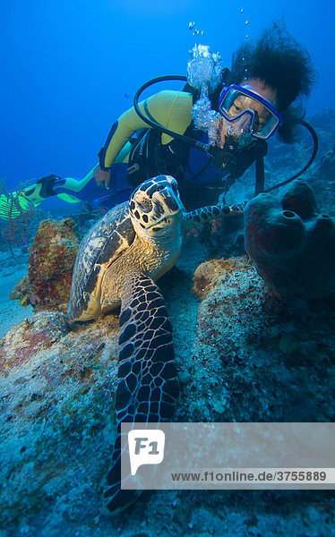 Scuba diver watching a Hawksbill Turtle (Eretmochelys imbricata) feeding  Caribbean  Honduras  Central America