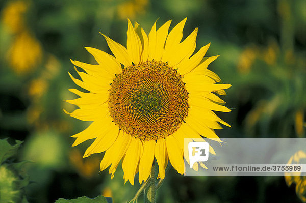 Blüte einer Sonnenblume (Helianthus annuus)