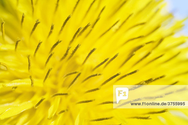 Closeup of Dandelion blossom (Taraxacum officinale) in May  Black Forest  Baden-Wuerttemberg  Germany